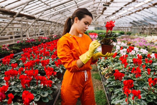 Jak wygląda praca przy kwiatach w Holandii z perspektywy polskiego koordynatora?