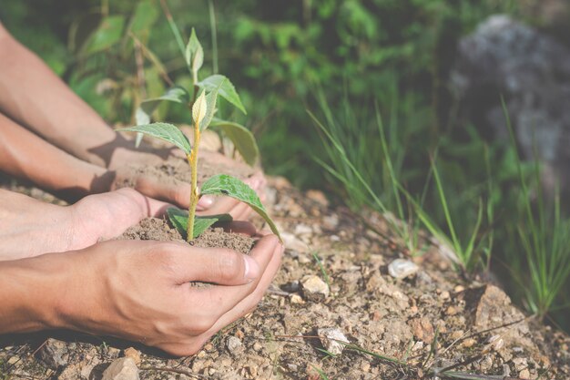 Jak sadzenie drzew może pomóc w walce ze zmianami klimatycznymi?